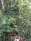 Leccinum aurantiacum image