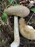 Leccinum pseudoscabrum image