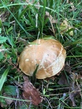 Leccinum pseudoscabrum image