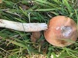 Leccinum aurantiacum image