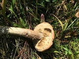 Leccinum aurantiacum image