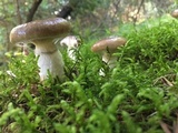 Gomphidius glutinosus image