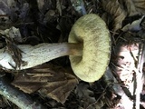 Leccinum pseudoscabrum image
