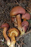 Tricholomopsis rutilans image