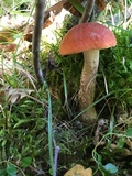 Leccinum aurantiacum image