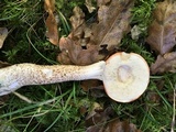 Leccinum aurantiacum image