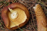 Tricholomopsis rutilans image
