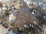 Lecidea fuscoatra image