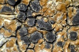 Lecidea fuscoatra image