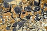 Lecidea fuscoatra image