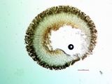Lecidea fuscoatra image