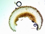 Lecidea fuscoatra image