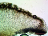 Lecidea fuscoatra image