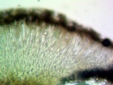 Lecidea fuscoatra image