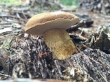 Tylopilus felleus image