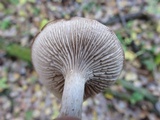 Clitocybe vibecina image