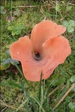 Guepinia helvelloides image