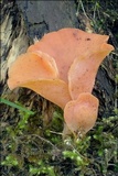 Guepinia helvelloides image