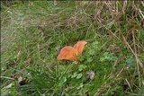 Guepinia helvelloides image