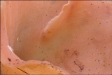 Guepinia helvelloides image
