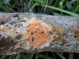 Hydnophlebia chrysorhiza image