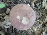 Tylopilus rubrobrunneus image