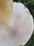Tylopilus rubrobrunneus image