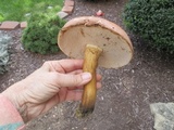 Tylopilus rubrobrunneus image
