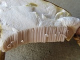 Tylopilus rubrobrunneus image