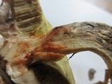 Leccinellum crocipodium image