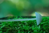 Mycena subcaerulea image