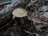 Leccinum snellii image