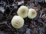 Cortinarius flavifolius image