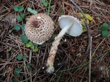 Lepiota cortinarius image