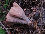 Gomphus clavatus image