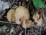 Gomphus clavatus image