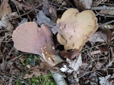 Gomphus clavatus image