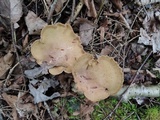 Gomphus clavatus image