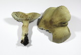 Tricholoma saponaceum image