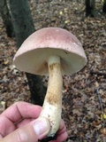 Tylopilus rubrobrunneus image