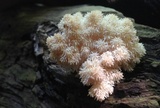 Hericium americanum image