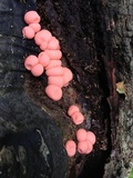 Lycogala epidendrum image