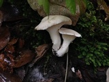Hygrocybe angustifolia image