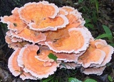 Laetiporus cincinnatus image