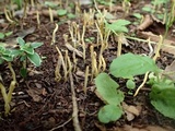 Clavulinopsis helvola image