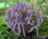 Clavaria zollingeri image