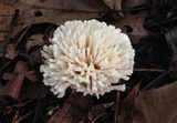 Tremellodendron schweinitzii image