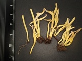 Clavulinopsis helvola image