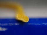 Clavulinopsis helvola image