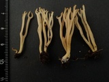 Clavulina coralloides image